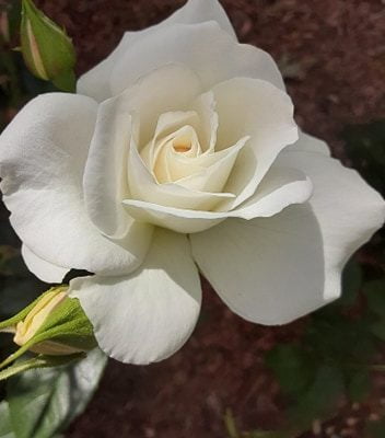 Rose for blog 1 2020