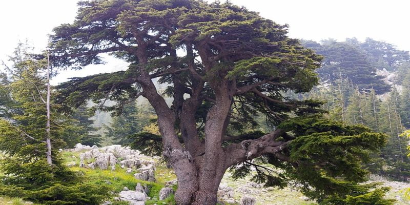 Cedar of lebanon 0510629